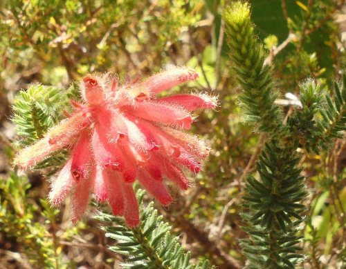 Kirstenbosch National Botanical Garden.